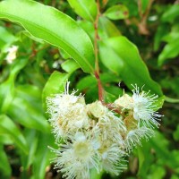 Aniseseed Myrtle Essential Oil