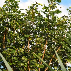Amyris Essential Oil