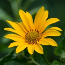 Arnica / Calendula Co-Infused Oil | Skin, Muscle, and Joint Support