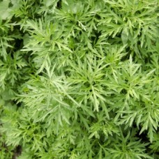Artemisia (Titepati) Essential Oil