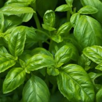 Basil, Sweet Essential Oil