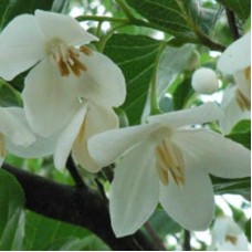 Benzoin Oleoresin