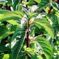 Bergamot Mint Essential Oil