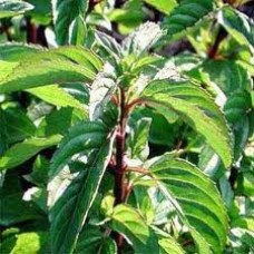 Bergamot Mint Essential Oil