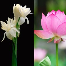 Pink Lotus/Tuberose Synergy