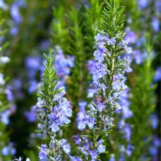 Rosemary Synergy Specialty Blend