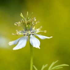 Black Cumin Synergy 