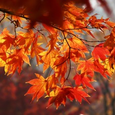 Foglie Cadenti - Falling Leaves