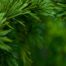 Tre Abeti di Natale - Three Firs of Christmas Blend | Grounding, Respiratory Support, and Clarity