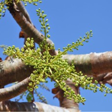 Frankincense Boswellia Synergy