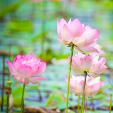 Pink Lotus Full Moon Essential Oil Blend