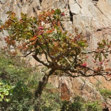Frankincense rivae (Olibanum) Essential Oil