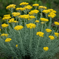 Helichrysum italicum CO₂ Total Extract | Skin, Scars + Emotional Release
