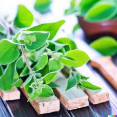 Oregano CO₂ Select (ct. terpinene-4-ol) | Immune Support | RARE