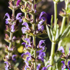 Sage CO₂ Extract | Salvia officinalis Leaf | Clinical + Energetic Purification