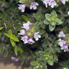 Thyme Co2 Select Thyme Co2 Select