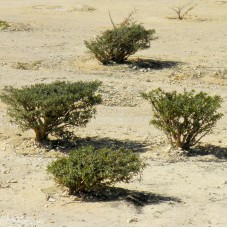 Frankincense carteri Co2 se