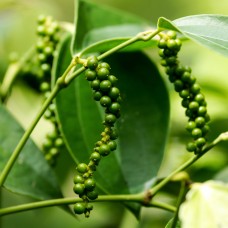 Black Pepper CO₂ Extract | Piper nigrum | Warming, Grounding