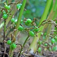 Cardamom CO2 Total Extract Organic