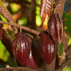 Cocoa Co2 Extract Select Cocoa Co2 Extract Select