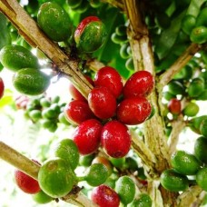 Coffee CO2 Total Extract Organic Coffee CO2 Total Extract Organic