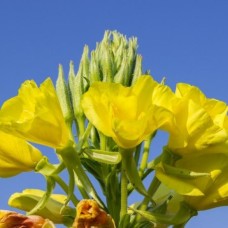 Evening Primrose Seed CO2 Total Extract Organic Evening Primrose Seed CO2 Total Extract Organic