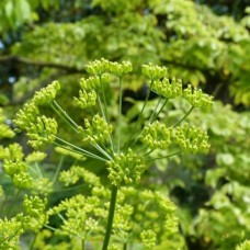 Galbanum CO2 Select Extract