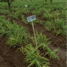 Ginger CO2 Select Extract Organic Indonesia