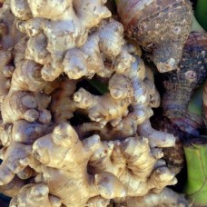 Ginger CO₂ Total Extract | Warming Digestive + Anti-Inflammatory