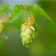 Hops CO2 Select Extract