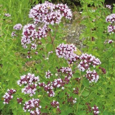 Marjoram Co2 Select Extract Organic