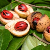 Nutmeg CO2 Select Extract