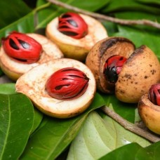 Nutmeg CO2 Select Extract