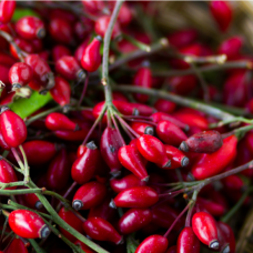 Rosehip CO2 Total Extract Organic