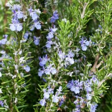 Rosemary CO₂ Plus Extract | Whole-Plant Clarity