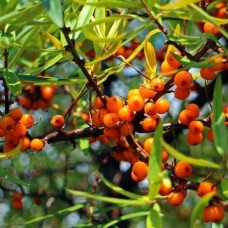 Seabuckthorn Seed CO2 Total Extract Organic Seabuckthorn Seed CO2 Total Extract Organic