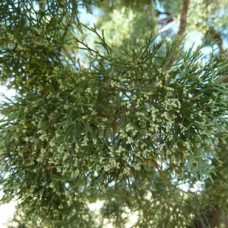 White Cypress Leaf Essential Oil | Respiratory Clarity & Energetic Boundaries