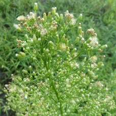 Canadian Fleabane Essential Oil | Energetic Detox & Boundary Repair | Erigeron canadensis