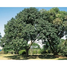 Mafura Butter | Virgin Cape Mahogany Oil | Body Butter - Skin and Hair
