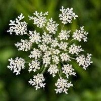 Wild Carrot Seed Hydrosol | Renewal and Vitality