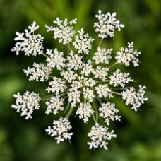 Wild Carrot Seed Hydrosol | Renewal and Vitality Wild Carrot Seed Hydrosol | Renewal and Vitality