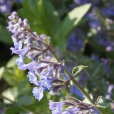 Catmint Essential Oil | Nervous System Support & Emotional Calm | Calamintha nepeta