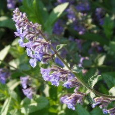 Catnip Hydrosol | Calming and Versatile