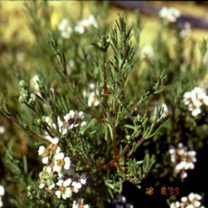 Chamomile, Cape Essential Oil Chamomile, Cape Essential Oil