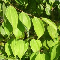 Cinnamon Leaf Essential Oil