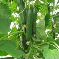 Cucumber Hydrosol | Cooling and Refreshing