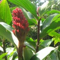Turmeric, White Essential Oil