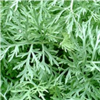 Davana Essential Oil