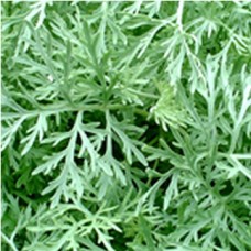 Davana Essential Oil Davana Essential Oil