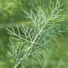 Dill Seed Essential Oil | Digestive & Nervous System Calm | Anethum graveolens Dill Seed Essential Oil | Digestive & Nervous System Calm | Anethum graveolens